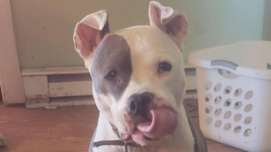 The Dirt Dog himself, a gray and white pit bull
